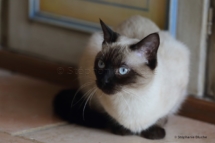 CHA_0494 - Siamois / Felis silvestris catus / Siamese catParis, Île de France, France