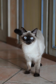 CHA_0500 - Siamois / Felis silvestris catus / Siamese catParis, Île de France, France