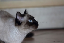 CHA_0509 - Siamois / Felis silvestris catus / Siamese catParis, Île de France, France