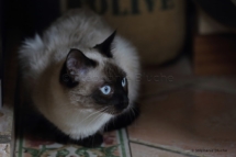 CHA_0513 - Siamois / Felis silvestris catus / Siamese catParis, Île de France, France