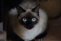 CHA_0515 - Siamois / Felis silvestris catus / Siamese catParis, Île de France, France