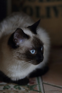 CHA_0517 - Siamois / Felis silvestris catus / Siamese catParis, Île de France, France