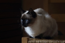 CHA_0521 - Siamois / Felis silvestris catus / Siamese catParis, Île de France, France