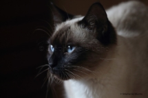 CHA_0525 - Siamois / Felis silvestris catus / Siamese catParis, Île de France, France