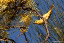 OIS_3745 - Kenya, Afrique du Sud