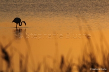 OIS_6355 - Flament rose / Greater Flamingo / Phoenicopterus roseus _ Hyères, Var, France