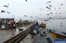 PAYSA_26279 - Port / Harbor _ Coquimbo, Chili, Amérique du sud