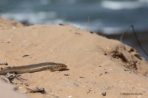 REP_0460 - Aglou, Maroc, Afrique du NordAglou, Morocco, South Africa